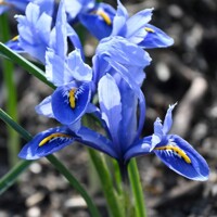 Iris Reticulata Alida - 3 ks v balení