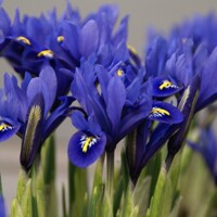 Iris Reticulata Harmony - 3 ks v balení