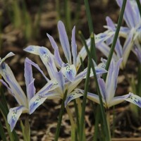 Iris Reticulata Painted Lady - 3 ks v balení