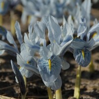 Iris Reticulata Sheila Ann Germany - 3 ks v balení