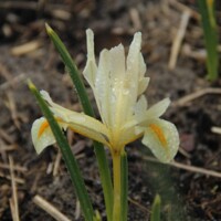 Iris Reticulata Louise - 3 ks v balení