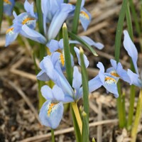 Iris Reticulata Blue Planet - 3 ks v balení