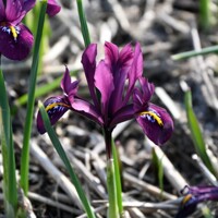 Iris Reticulata Rejoice - 3 ks v balení