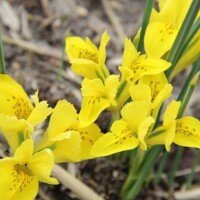 Iris Reticulata Danfordiae - 3 ks v balení