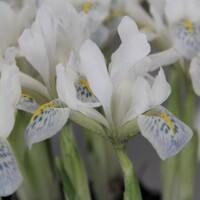 Iris Reticulata Polar Ice - 3 ks v balení