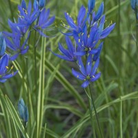 Camassia Blue Melody - 5 ks v balení