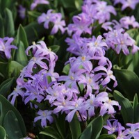 Chionodoxa Violet Beauty - 5 ks v balení