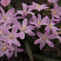 Chionodoxa Rose Queen - 5 ks v balení