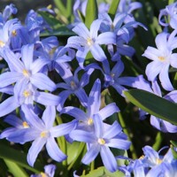 Chionodoxa Luciliae - 5 ks v balení
