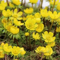 Eranthis Cilicica - 5 ks v balení