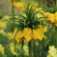 Korunkovka Lutea