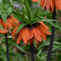 Korunkovka Beauty Orange