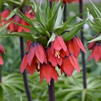 Korunkovka Beauty Red