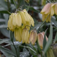 Korunkovka Pallidiflora
