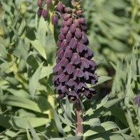Korunkovka Persica