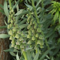 Korunkovka Persica Green Dreams