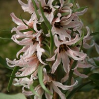 Korunkovka Stenanthera