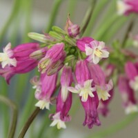 Dichelostemma Pink Diamond - 3 ks v balení