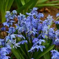 Scilla Siberica - 5 ks v balení