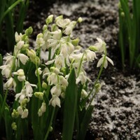 Scilla Siberica Alba - 5 ks v balení