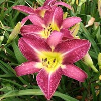 Laliovka Lavender Deal