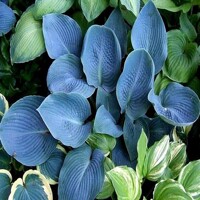 Hosta lue Vision