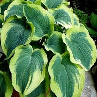 Hosta Norheim Exposure
