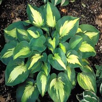 Hosta Saint Paul