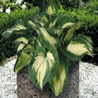 Hosta Golden Meadow