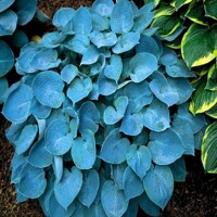 Hosta Hadspen Blue