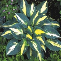 Hosta Gypsy Rose