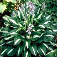 Hosta Risky Business
