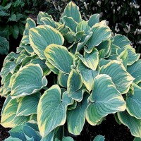 Hosta Sagae