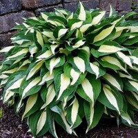 Hosta Striptease