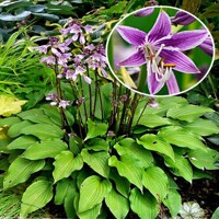 Hosta Purple Sensation