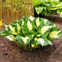 Hosta Pathfinder