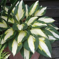Hosta Color Festival