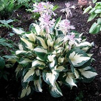 Hosta Paul Revere