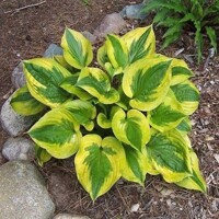 Hosta Summer Lovin