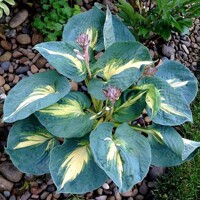 Hosta Thunderbolt