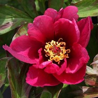 Pivonky Pink Adour
