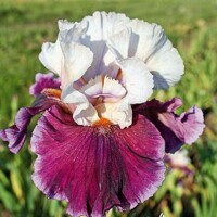 Iris veľkokvetý Sweet Seduction
