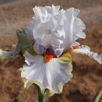 Iris veľkokvetý Scented Wonder
