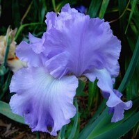 Iris veľkokvetý Perpetual Joy
