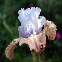 Iris veľkokvetý Passing Colours