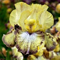 Iris veľkokvetý Ominous Stranger