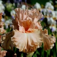 Iris veľkokvetý Ode To Peace