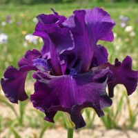 Iris veľkokvetý Diabolique
