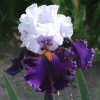 Iris veľkokvetý Dramatic Style