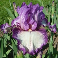 Iris veľkokvetý Good Life